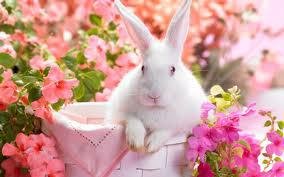 Easterbunny