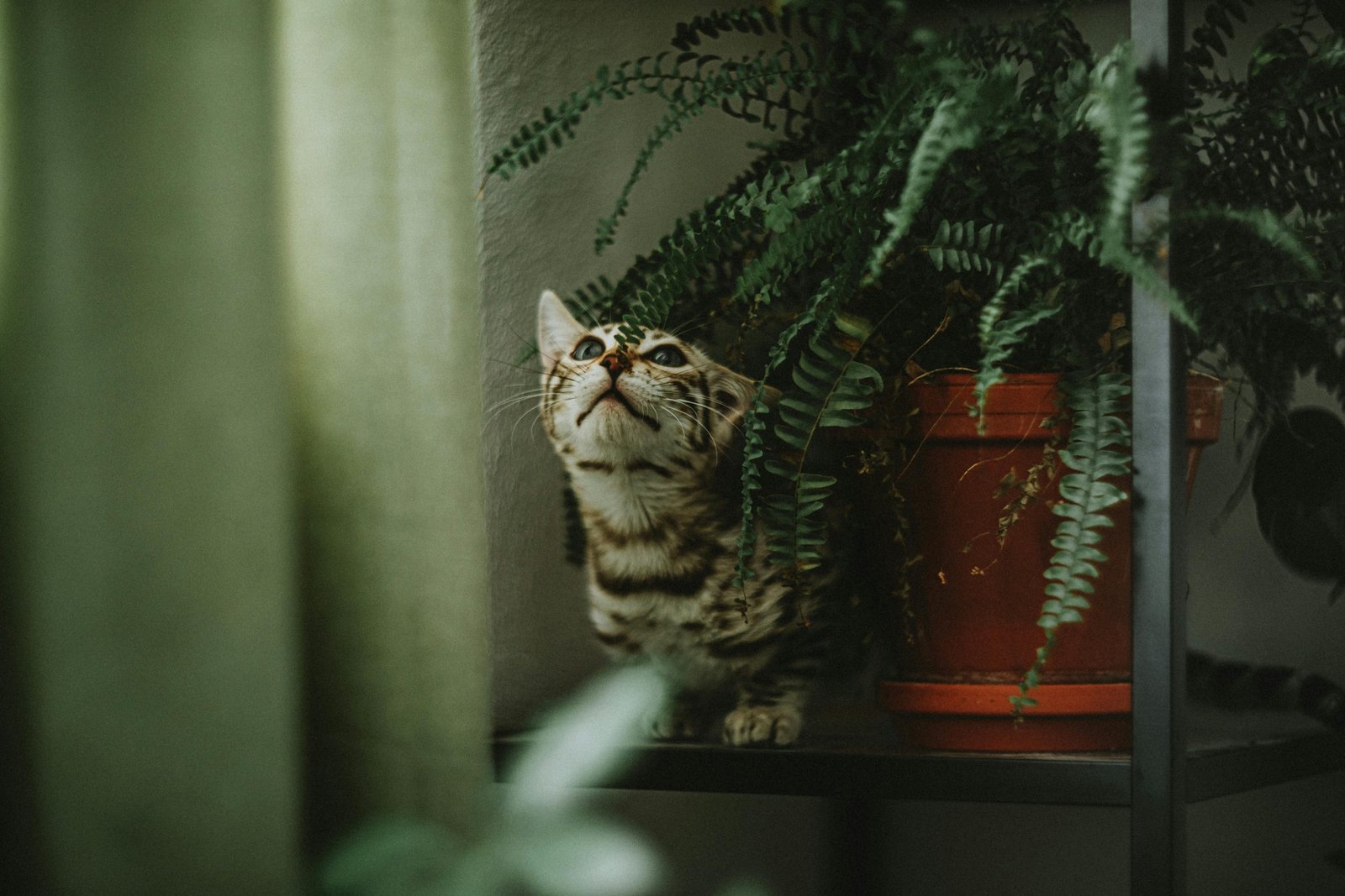 Where to Find Unique Easter Basket Items for Pets