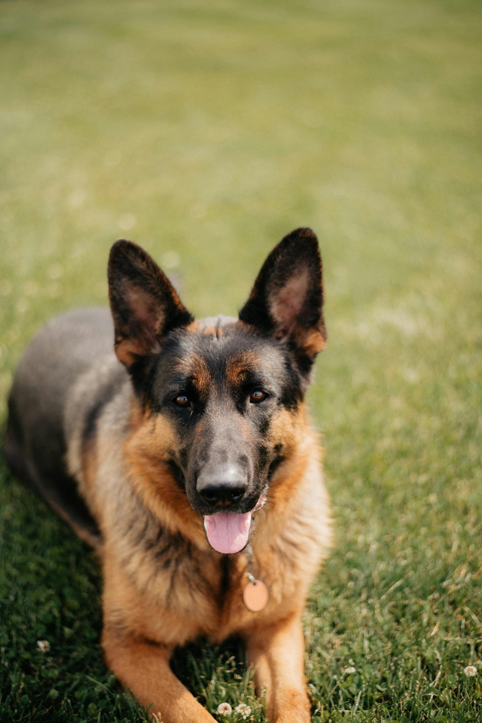 Where to Find Unique Easter Basket Items for Pets