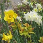 Easter Craft Ideas with Easter Lillies